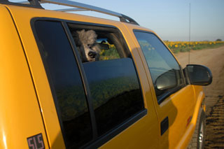 Dog in car